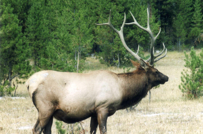 Hert (Elk) in Yellowstone