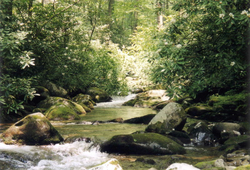 Deep Creek, Great Smokey Mountains National Park